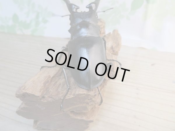 画像3: ☆新成虫☆ギラファノコギリクワガタ（亜種ケイスケ）♂102ミリ♀フリーサイズペア販売！！ (3)