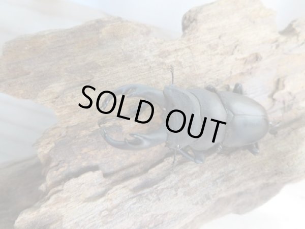 画像2: ☆新成虫☆キルクネリウスグアンシィ(グアンクシィシカノコギリクワガタ)♂52ミリ♀フリーサイズペア販売!! (2)