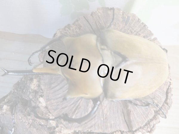 画像2: ☆新成虫☆エレファスゾウカブト♂108ミリ♀73ミリペア+♀70ミリ計3頭トリオ販売!! (2)