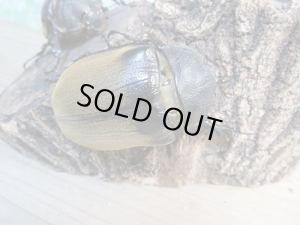 画像4: ☆新成虫☆エレファスゾウカブト♂108ミリ♀73ミリペア+♀70ミリ計3頭トリオ販売!! (4)