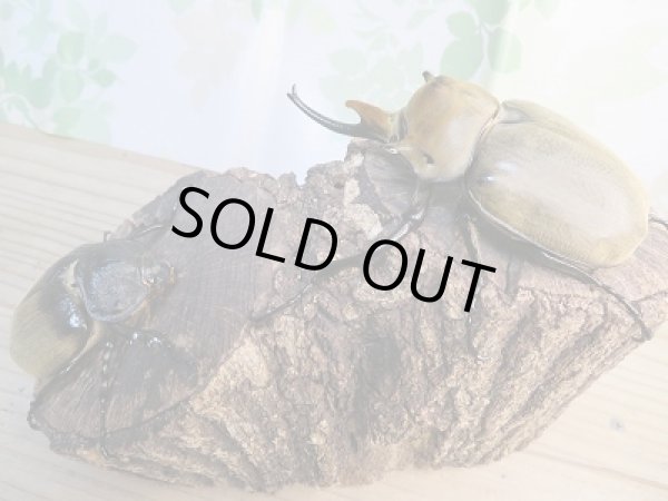 画像5: ☆新成虫☆エレファスゾウカブト♂109ミリ♀72ミリペア販売!! (5)
