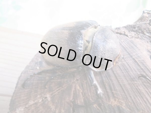 画像5: ☆新成虫☆エレファスゾウカブト♂108ミリ♀73ミリペア+♀70ミリ計3頭トリオ販売!! (5)