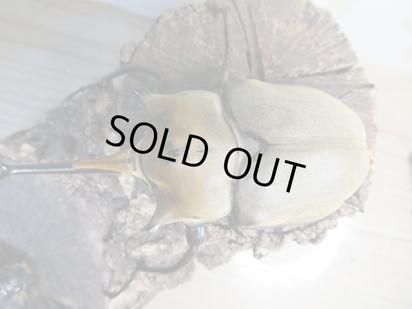 画像2: ☆新成虫☆エレファスゾウカブト♂109ミリ♀72ミリペア販売!! (2)