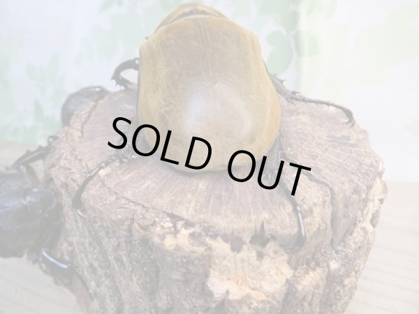 画像3: ☆新成虫☆エレファスゾウカブト♂108ミリ♀73ミリペア+♀70ミリ計3頭トリオ販売!! (3)