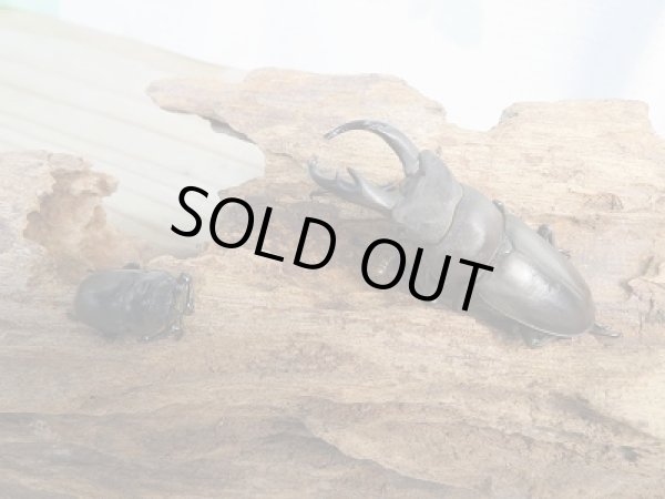 画像5: ☆新成虫☆キルクネリウスグアンシィ(グアンクシィシカノコギリクワガタ)♂52ミリ♀フリーサイズペア販売!! (5)