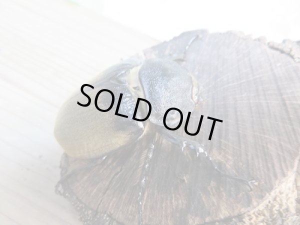 画像4: ☆新成虫☆エレファスゾウカブト♂109ミリ♀72ミリペア販売!! (4)