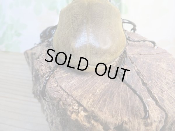 画像3: ☆新成虫☆エレファスゾウカブト♂109ミリ♀72ミリペア販売!! (3)