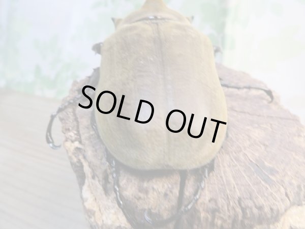 画像3: ☆大型新成虫☆エレファスゾウカブト♂118ミリ♀74ミリペア販売!! (3)