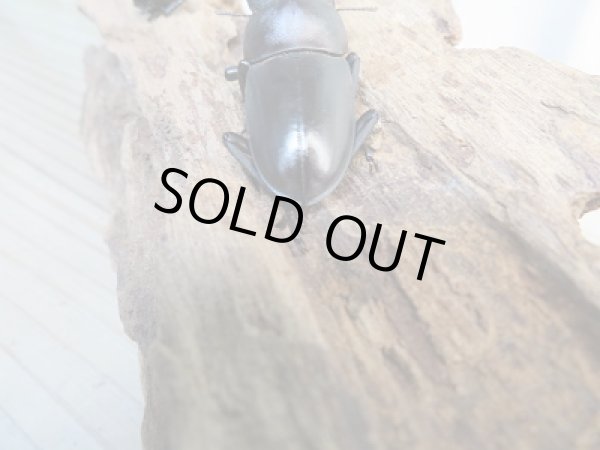 画像3: ☆新成虫☆キルクネリウスグアンシィ(グアンクシィシカノコギリクワガタ)♂52ミリ♀フリーサイズペア販売!! (3)