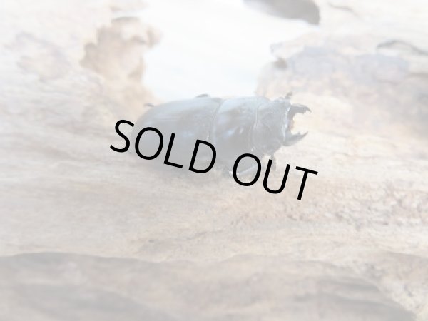 画像4: ☆新成虫☆キルクネリウスグアンシィ(グアンクシィシカノコギリクワガタ)♂52ミリ♀フリーサイズペア販売!! (4)