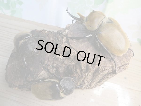 画像6: ☆新成虫☆エレファスゾウカブト♂108ミリ♀73ミリペア+♀70ミリ計3頭トリオ販売!! (6)