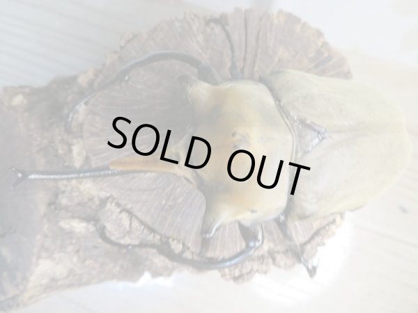 画像2: ☆大型新成虫☆エレファスゾウカブト♂118ミリ♀74ミリペア販売!! (2)