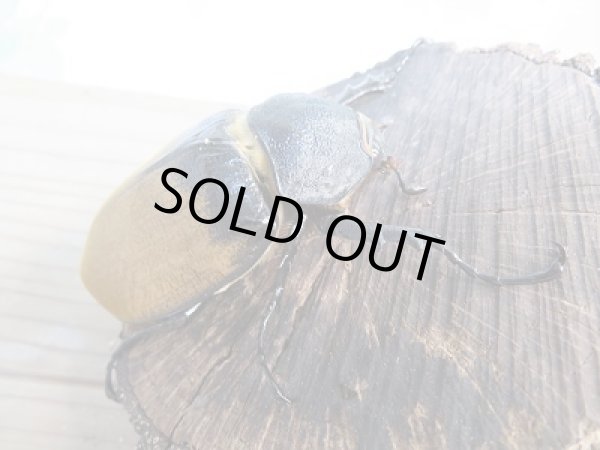 画像4: ☆大型新成虫☆エレファスゾウカブト♂118ミリ♀74ミリペア販売!! (4)