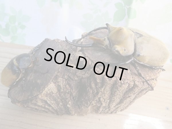 画像5: ☆大型新成虫☆エレファスゾウカブト♂118ミリ♀74ミリペア販売!! (5)