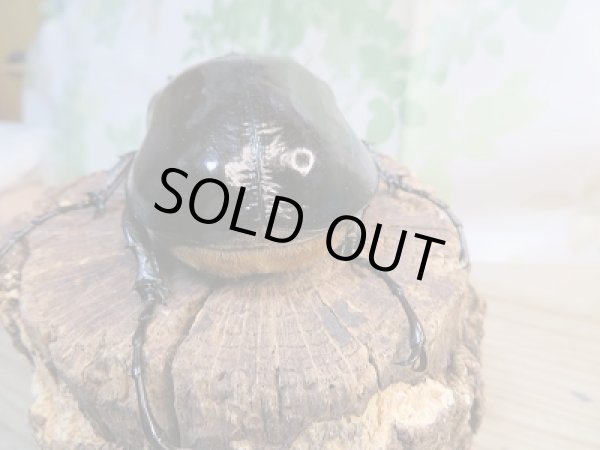 画像3: ☆新成虫☆マルスゾウカブト♂115ミリ♀75ミリペア販売!! (3)