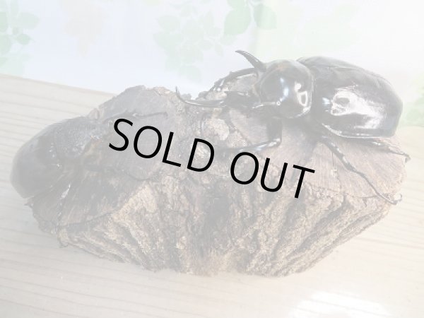 画像5: ☆新成虫☆マルスゾウカブト♂115ミリ♀75ミリペア販売!! (5)