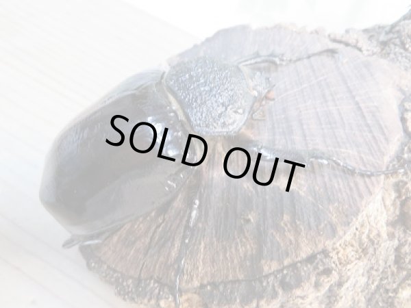 画像4: ☆新成虫☆マルスゾウカブト♂115ミリ♀75ミリペア販売!! (4)