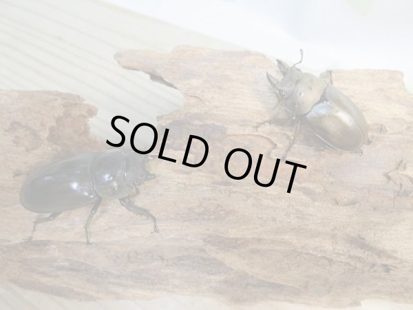 画像5: ☆最高峰☆フルストルファーオウゴンオニクワガタ♂36ミリ♀37ミリ限定1ペア販売！！ (5)