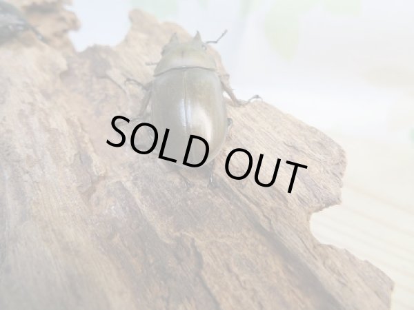 画像3: ☆最高峰☆フルストルファーオウゴンオニクワガタ♂36ミリ♀37ミリ限定1ペア販売！！ (3)