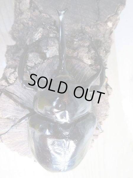 画像2: ☆新成虫☆マルスゾウカブト♂115ミリ♀75ミリペア販売!! (2)