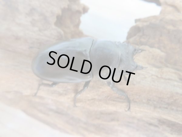 画像4: ☆最高峰☆フルストルファーオウゴンオニクワガタ♂36ミリ♀37ミリ限定1ペア販売！！ (4)