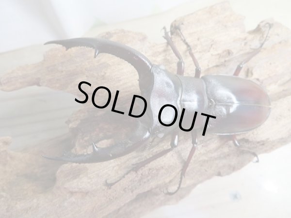 画像2: 新成虫☆ホワイトアイ☆マンディブラリスフタマタクワガタ（赤マンディ）♂81ミリ♀50ミリペア＋♀49ミリ計3頭のトリオ販売！！ (2)