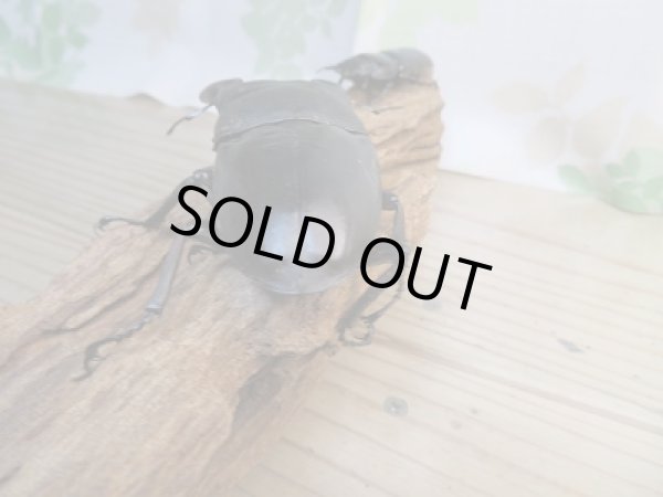 画像3: ☆新成虫☆パラワンオオヒラタクワガタ♂103ミリ♀50ミリペア販売!! (3)