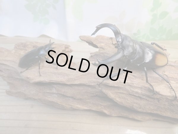 画像5: 新成虫☆WF3☆パリーフタマタクワガタ(亜種ディロレイ)♂82ミリ♀44ミリペア販売!! (5)