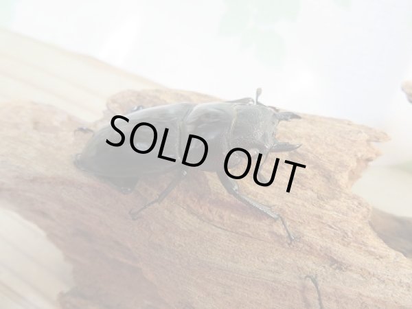 画像4: 新成虫☆ホワイトアイ☆マンディブラリスフタマタクワガタ（赤マンディ）♂81ミリ♀50ミリペア＋♀49ミリ計3頭のトリオ販売！！ (4)