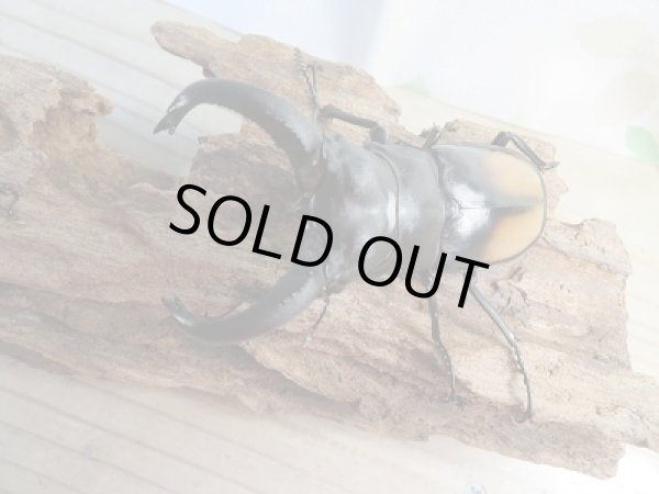 画像2: 新成虫☆WF3☆パリーフタマタクワガタ(亜種ディロレイ)♂82ミリ♀44ミリペア販売!! (2)