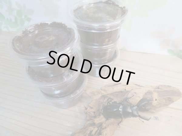 画像2: ☆WF2☆ザウテルクロツヤシカクワガタ幼虫3頭セット販売!! (2)