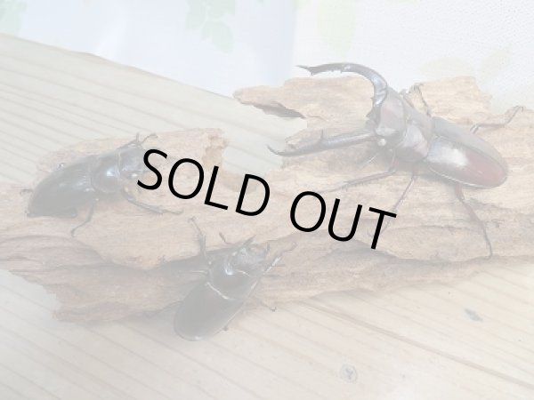 画像6: 新成虫☆ホワイトアイ☆マンディブラリスフタマタクワガタ（赤マンディ）♂81ミリ♀50ミリペア＋♀49ミリ計3頭のトリオ販売！！ (6)