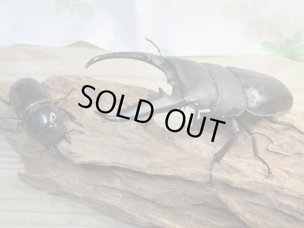 画像5: ☆新成虫☆パラワンオオヒラタクワガタ♂103ミリ♀50ミリペア販売!! (5)