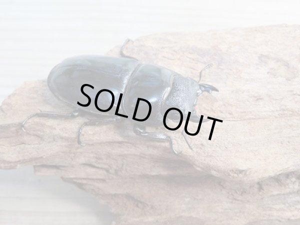 画像4: ☆新成虫☆パラワンオオヒラタクワガタ♂103ミリ♀50ミリペア販売!! (4)