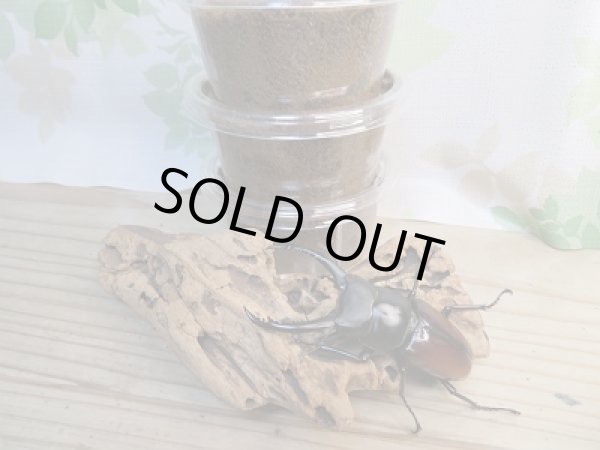 画像2: ☆WF1☆アローコクワガタ(亜種リエン)幼虫3頭セット販売!! (2)