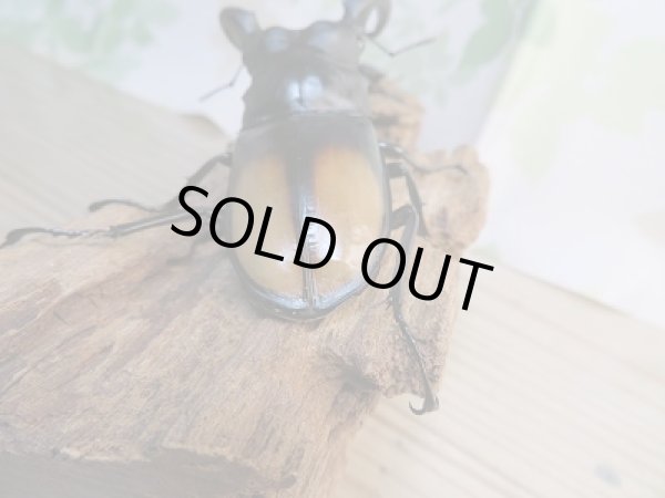 画像3: 新成虫☆WF3☆パリーフタマタクワガタ(亜種ディロレイ)♂82ミリ♀44ミリペア販売!! (3)