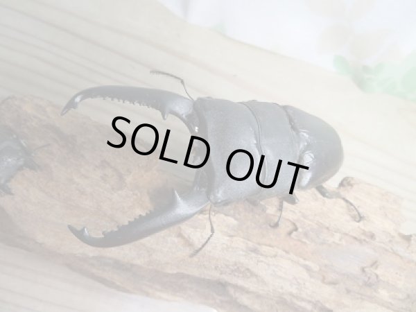 画像2: ☆新成虫☆パラワンオオヒラタクワガタ♂103ミリ♀50ミリペア販売!! (2)