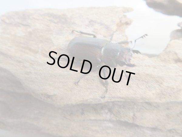 画像4: 新成虫☆F2☆メタリフェルホソアカクワガタ（サンギレンシス）♂65ミリ♀フリーサイズペア販売！！ (4)