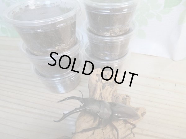 画像2: アドゥンクスフタマタクワガタ初二令幼虫3頭セット販売!! (2)