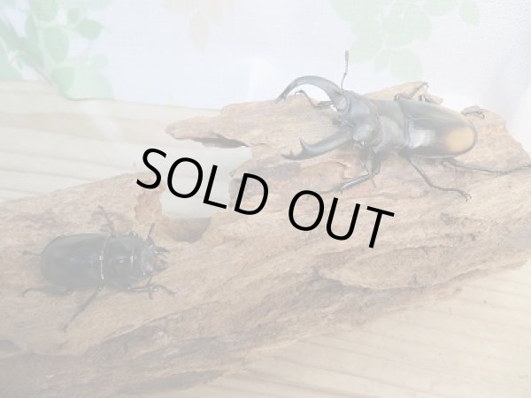 画像5: 新成虫☆WF3☆パリーフタマタクワガタ(亜種ディロレイ)♂71ミリ♀37ミリペア販売!! (5)