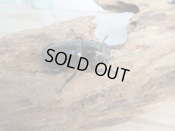 画像4: 新成虫☆WF3☆パリーフタマタクワガタ(亜種ディロレイ)♂71ミリ♀37ミリペア販売!! (4)