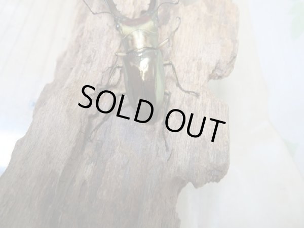 画像3: 新成虫☆F2☆メタリフェルホソアカクワガタ（サンギレンシス）♂65ミリ♀フリーサイズペア販売！！ (3)