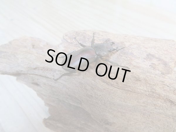 画像4: 新成虫☆F2☆メタリフェルホソアカクワガタ(サンギレンシス)♂71ミリ♀フリーサイズペア販売!! (4)