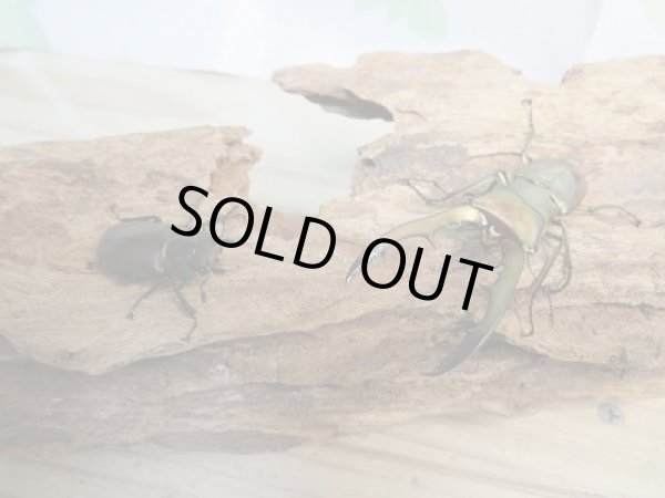 画像5: 新成虫☆F2☆メタリフェルホソアカクワガタ(サンギレンシス)♂60ミリ♀フリーサイズペア販売!! (5)