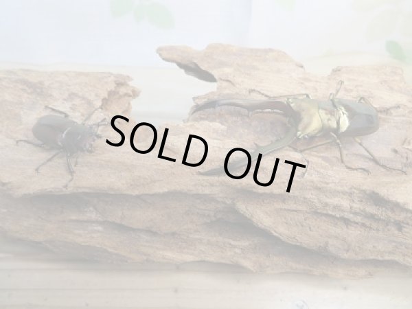 画像5: 新成虫☆F2☆メタリフェルホソアカクワガタ（サンギレンシス）♂65ミリ♀フリーサイズペア販売！！ (5)