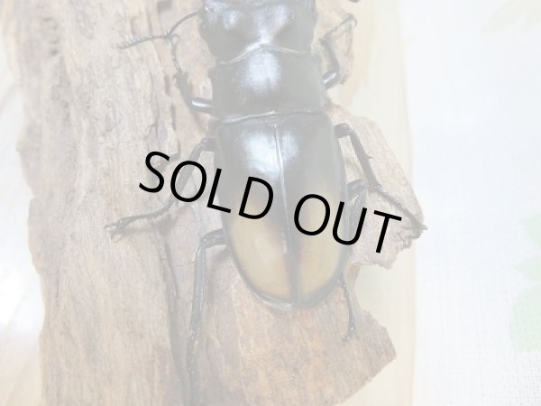 画像3: 新成虫☆WF3☆パリーフタマタクワガタ(亜種ディロレイ)♂71ミリ♀37ミリペア販売!! (3)