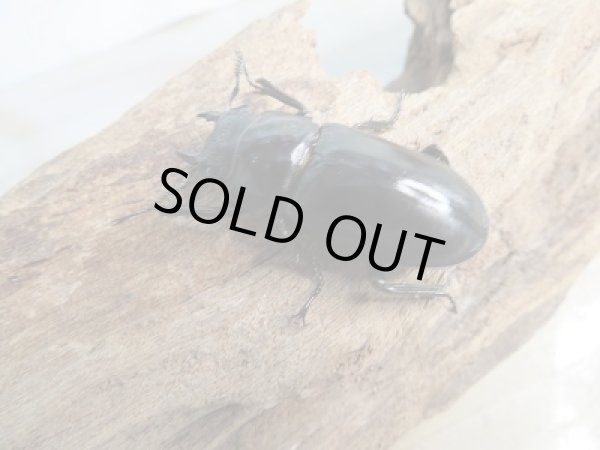 画像4: 新成虫☆WF3☆パリーフタマタクワガタ(亜種ディロレイ)♂72ミリ♀38ミリペア販売!! (4)