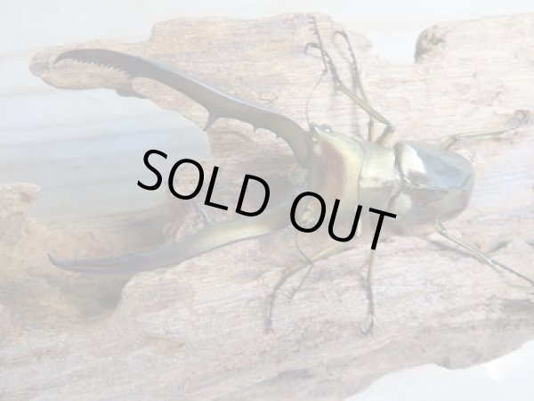 画像2: 新成虫☆F2☆メタリフェルホソアカクワガタ(サンギレンシス)♂71ミリ♀フリーサイズペア販売!! (2)