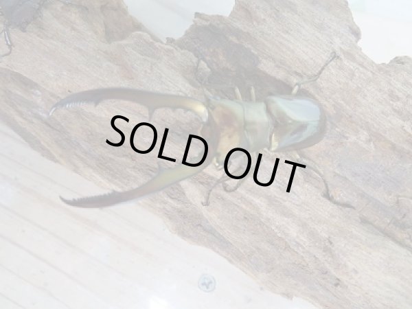 画像2: 新成虫☆F2☆メタリフェルホソアカクワガタ(サンギレンシス)♂60ミリ♀フリーサイズペア販売!! (2)