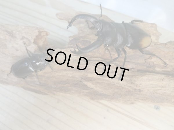 画像5: 新成虫☆WF3☆パリーフタマタクワガタ(亜種ディロレイ)♂72ミリ♀38ミリペア販売!! (5)